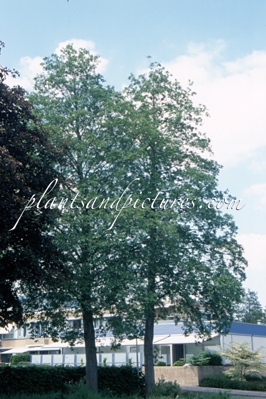 Alnus cordata
