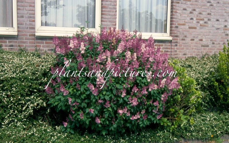 Syringa ‘Minuet’