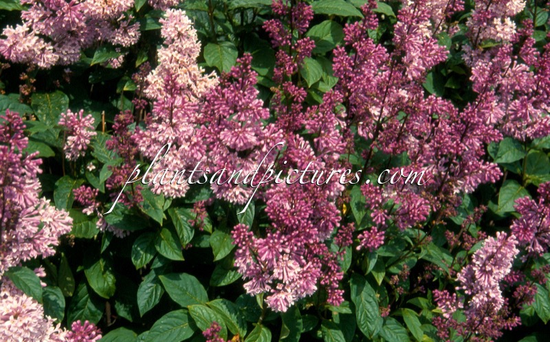 Syringa ‘Minuet’