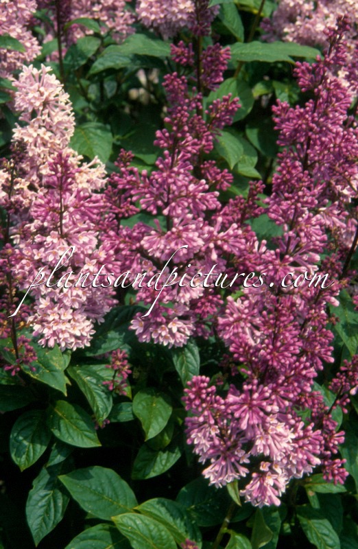 Syringa ‘Minuet’