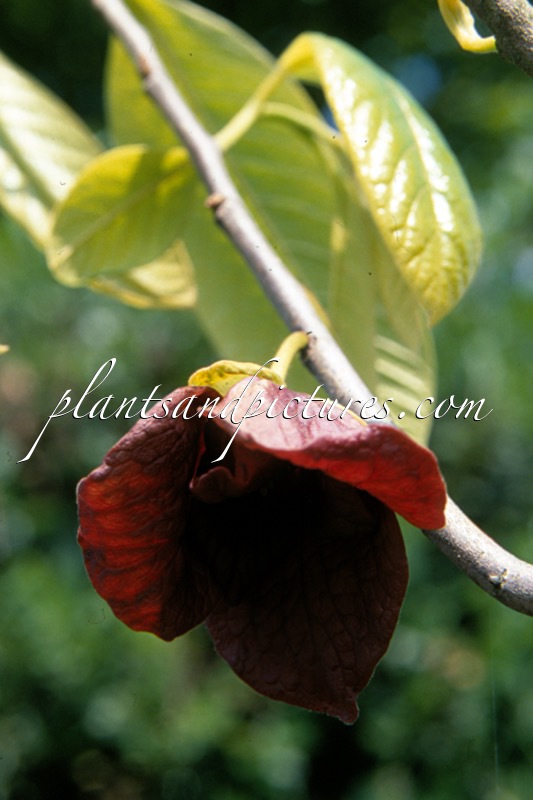 Asimina triloba