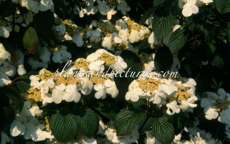 Viburnum plicatum ‘Rowallane’