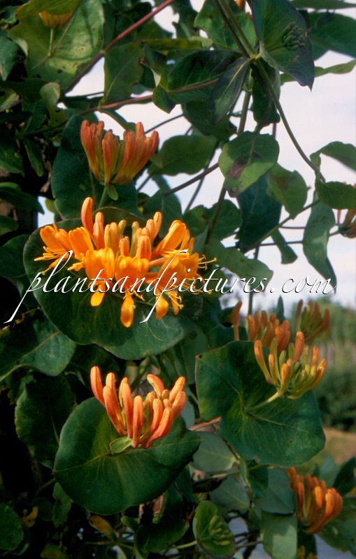 Lonicera tellmanniana ‘Joan Sayer’