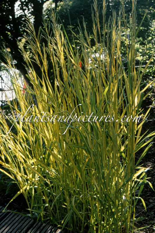 Bromus inermis ‘Skinner’s Gold’