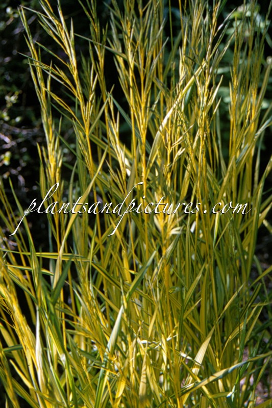 Bromus inermis ‘Skinner’s Gold’