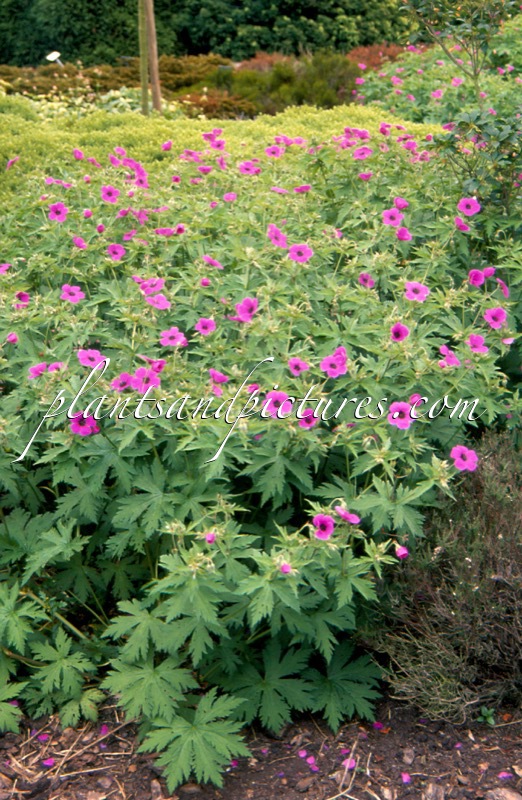 Geranium psilostemon