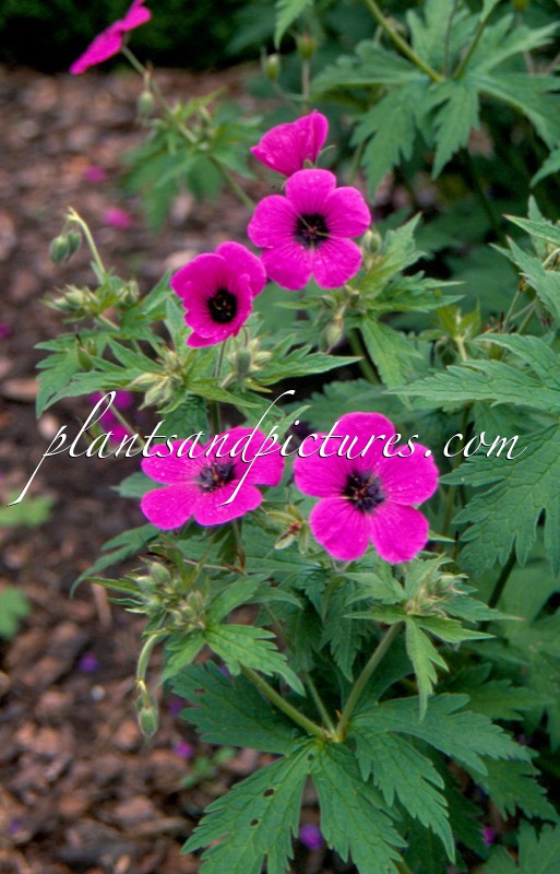 Geranium psilostemon