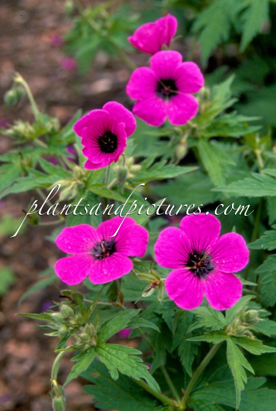 Geranium psilostemon