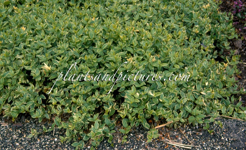 Vinca minor ‘Argenteovariegata’