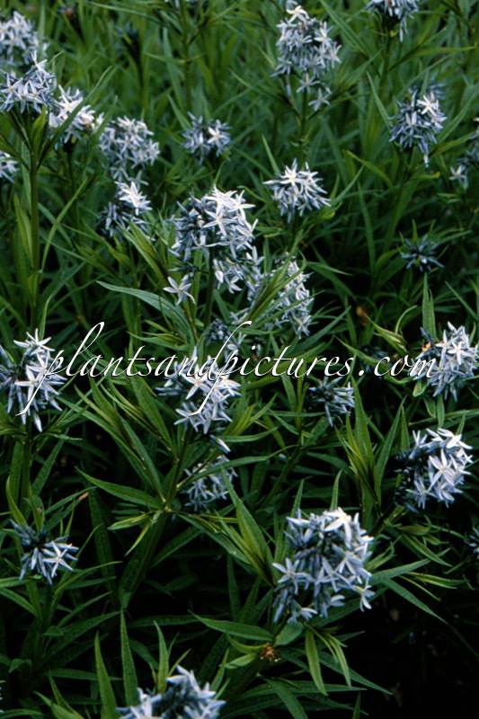Amsonia hubrichtii