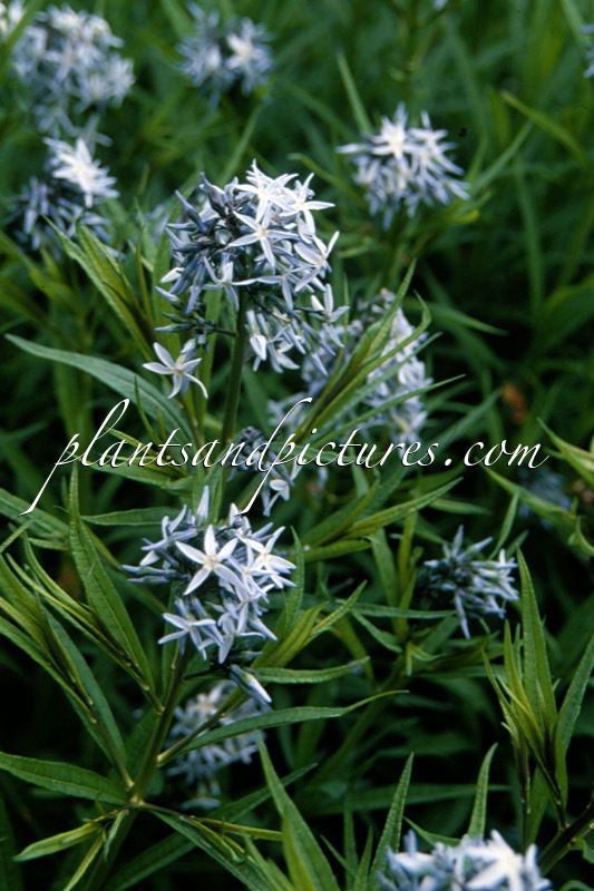 Amsonia hubrichtii
