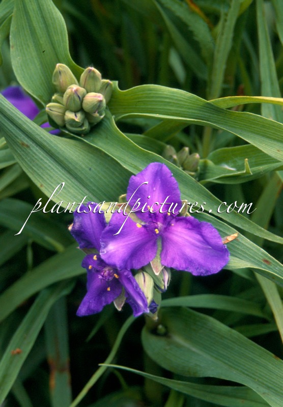 Tradescantia ‘Zwanenburg Blue’