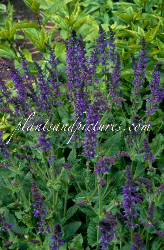 Salvia nemorosa ‘Mainacht’