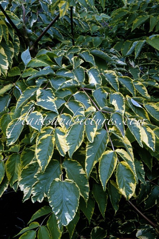 Aralia elata ‘Aureovariegata’
