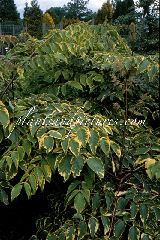Aralia elata ‘Aureovariegata’