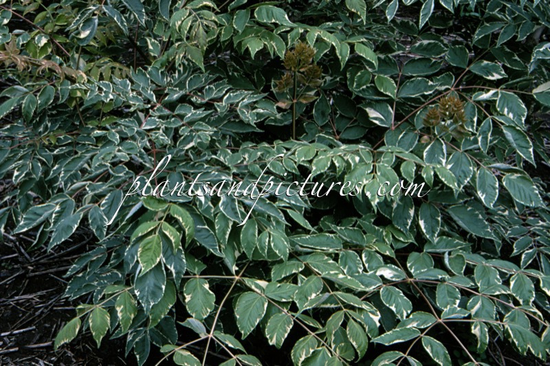 Aralia elata ‘Variegata’