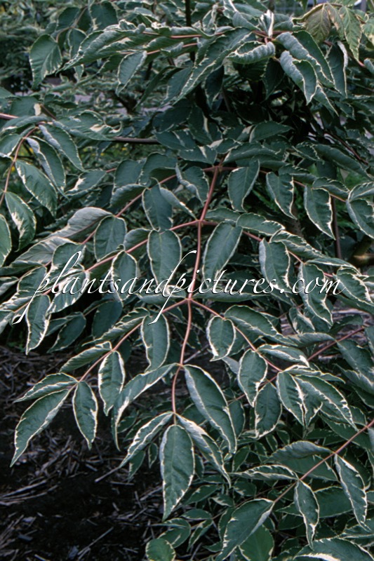 Aralia elata ‘Variegata’