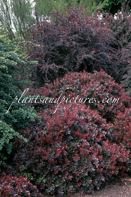 Berberis thunbergii ‘Atropurpurea Nana’