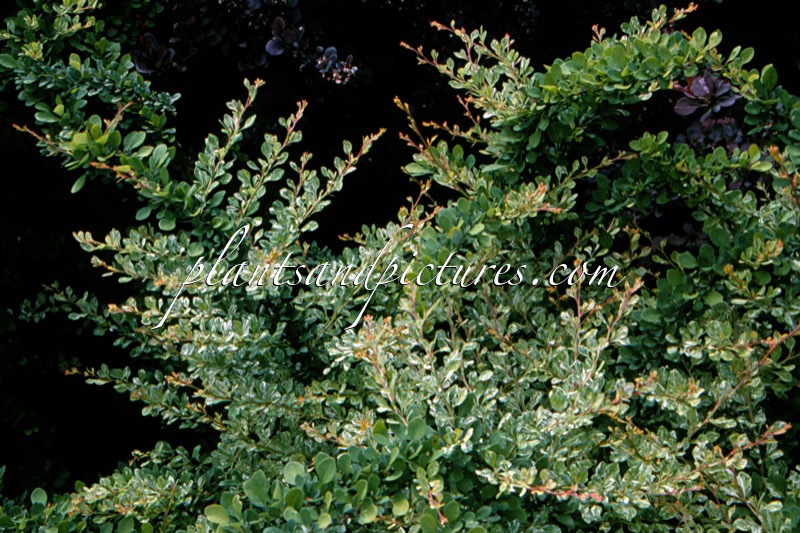 Berberis thunbergii ‘Kelleriis’