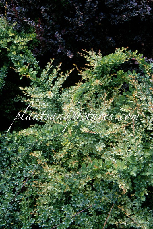 Berberis thunbergii ‘Kelleriis’
