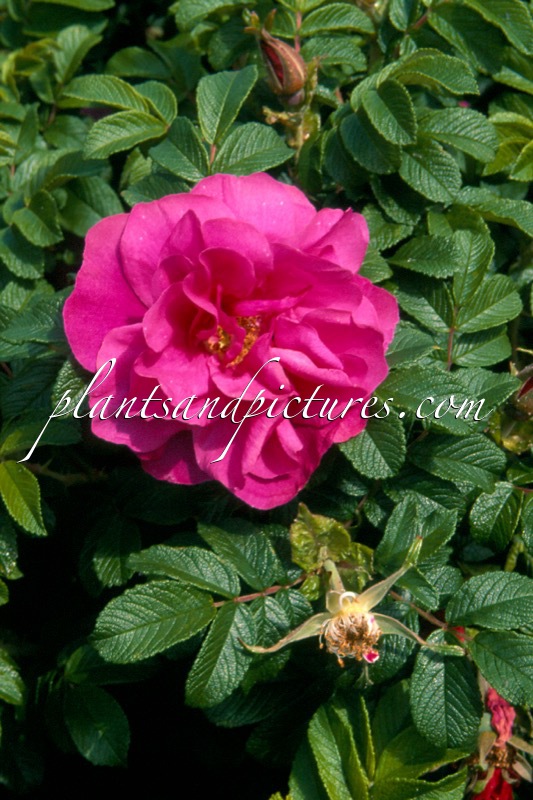 Rosa ‘Moje Hammarberg’