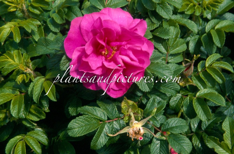 Rosa ‘Moje Hammarberg’