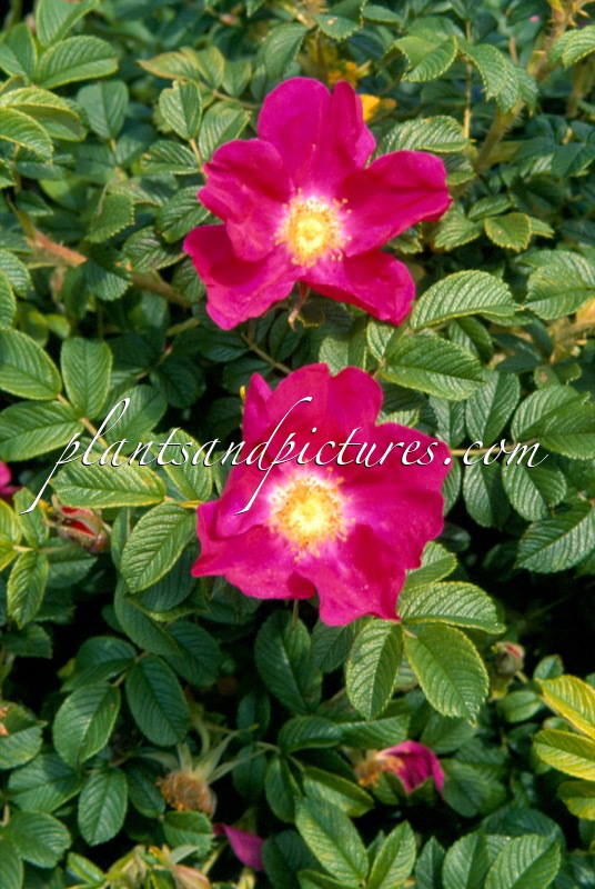 Rosa ‘Speruge’ (RED DAGMAR)