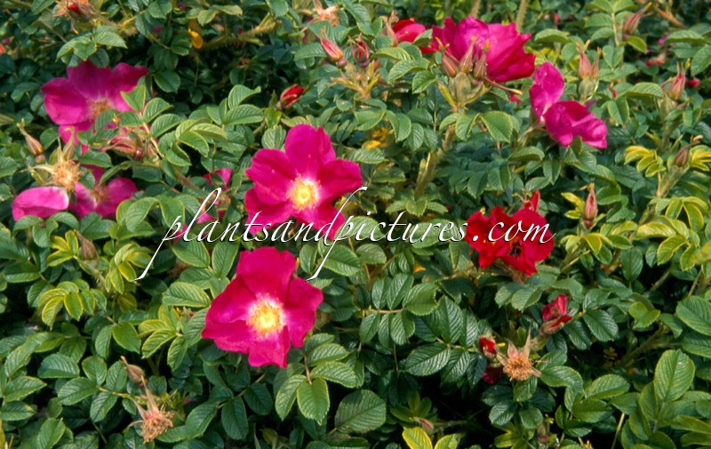 Rosa ‘Speruge’ (RED DAGMAR)