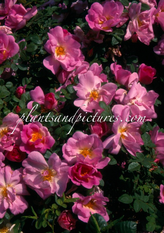 Rosa ‘Marguerite Hilling’