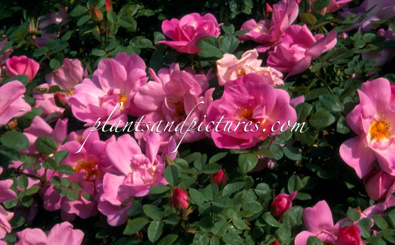 Rosa ‘Marguerite Hilling’