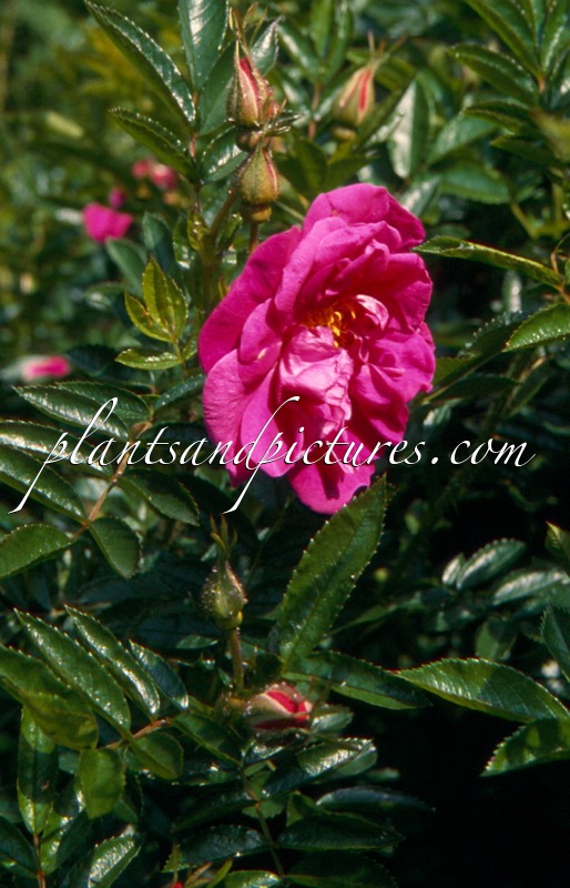 Rosa ‘Defender’ (DART’S DEFENDER)