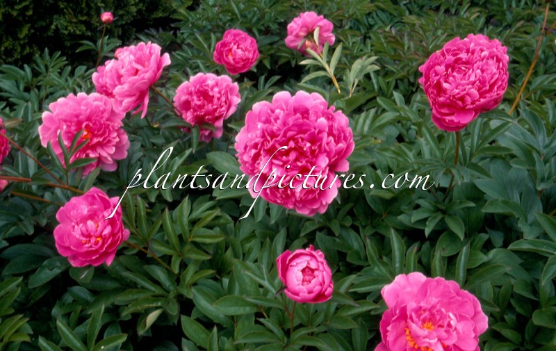 Paeonia ‘Mme Emile Débatène’