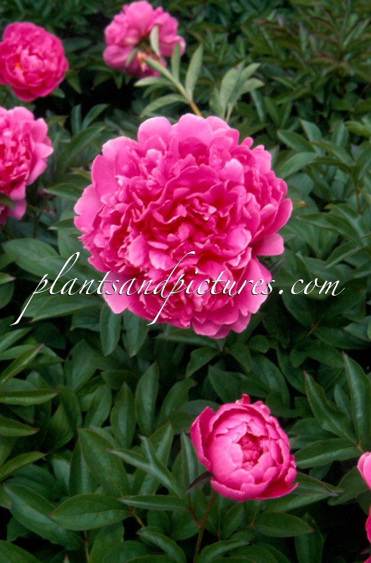 Paeonia ‘Mme Emile Débatène’