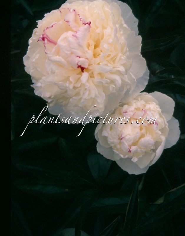 Paeonia ‘Mme Jean Bohin’