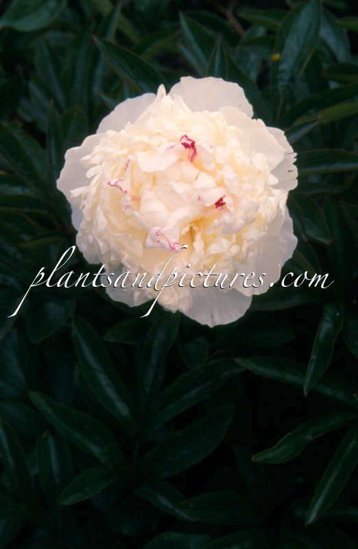 Paeonia ‘Mme Jean Bohin’