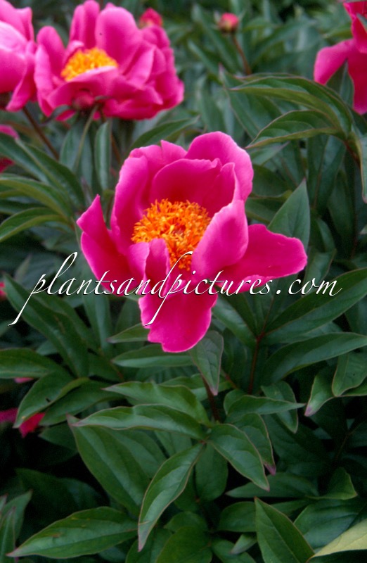 Paeonia ‘Mme Claude Allard’