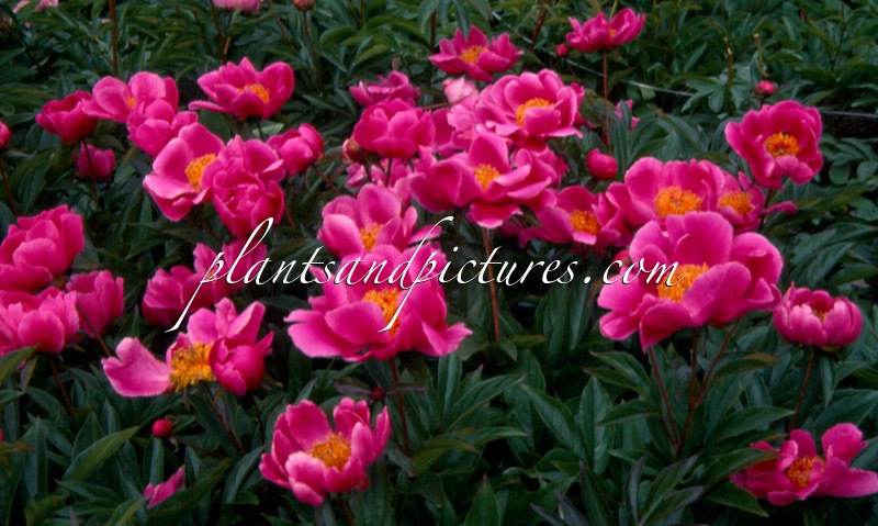 Paeonia ‘Mme Claude Allard’