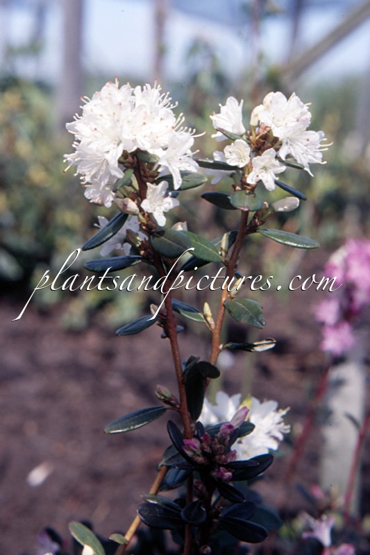 Rhododendron racemosum ‘Album’