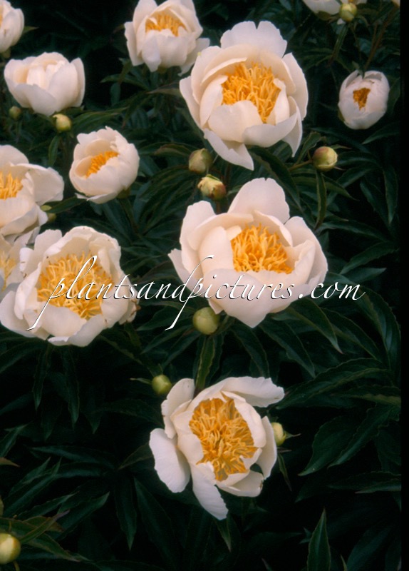 Paeonia ‘Lotus Garden’