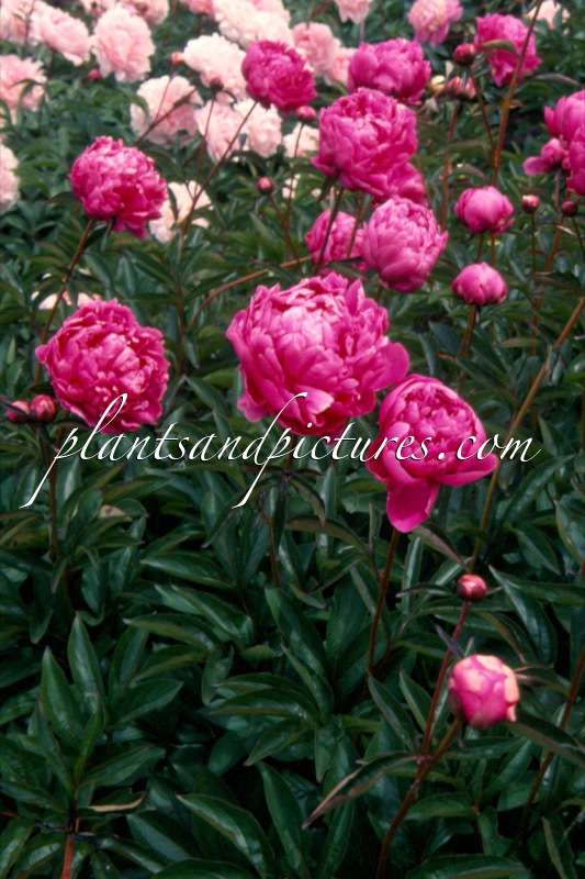 Paeonia ‘Linne’