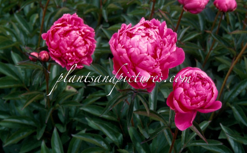 Paeonia ‘Linne’