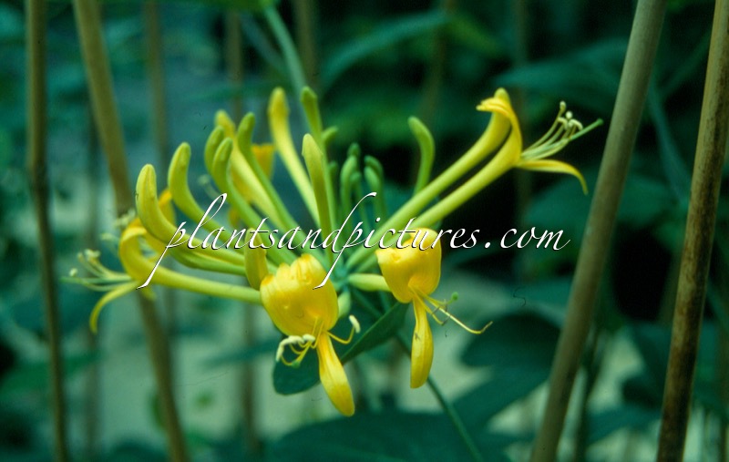 Lonicera tragophylla ‘Maurice Foster’
