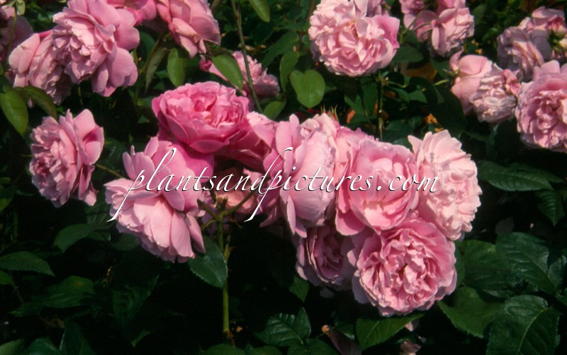 Rosa ‘Ausmary’ (MARY ROSE)