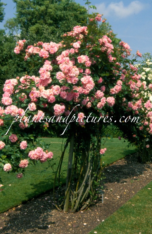 Rosa ‘Chaplin’s Pink Companion’