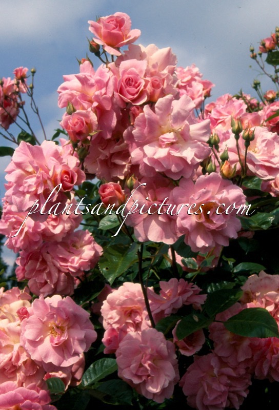 Rosa ‘Chaplin’s Pink Companion’