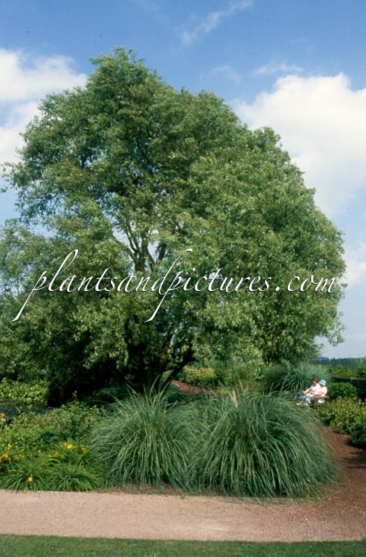 Salix babylonica ‘Tortuosa’