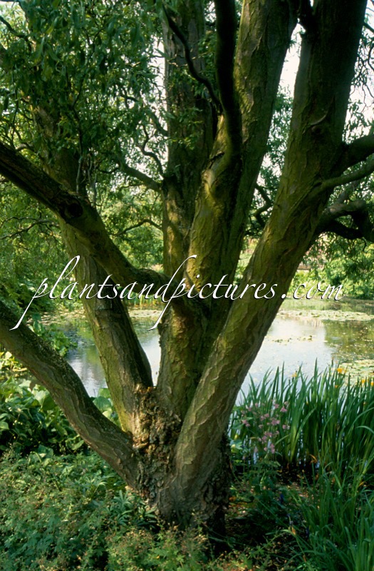 Salix babylonica ‘Tortuosa’