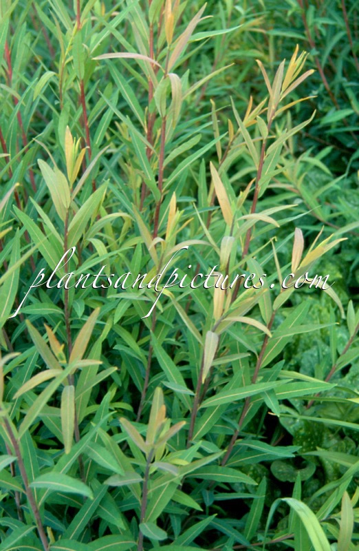 Salix triandra ‘Black German’