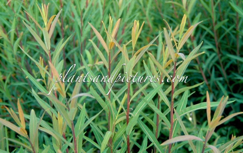 Salix triandra ‘Black German’