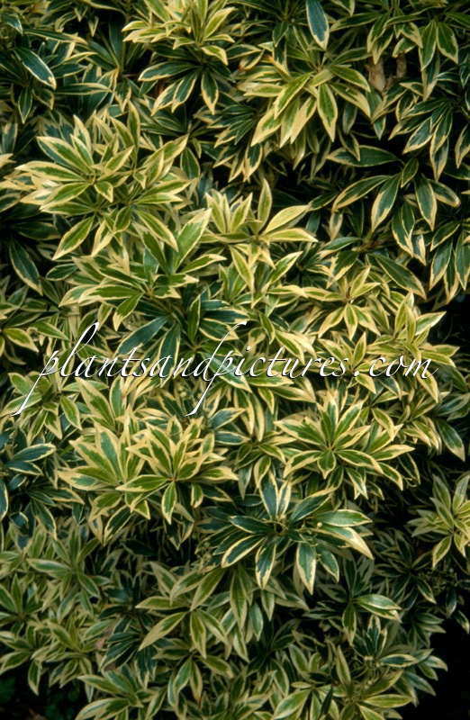 Pieris ‘Clifford Stevens’